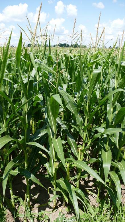 Early-planted corn at silking (R1) growth stage in St. Joseph County. Photo courtesy of Eric Anderson.